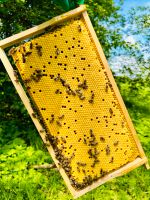Bienenvölker Carnica Bienen auf Zander Kr. Altötting - Tüßling Vorschau