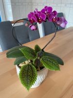 Orchidee mit Blumentopf Baden-Württemberg - Singen Vorschau