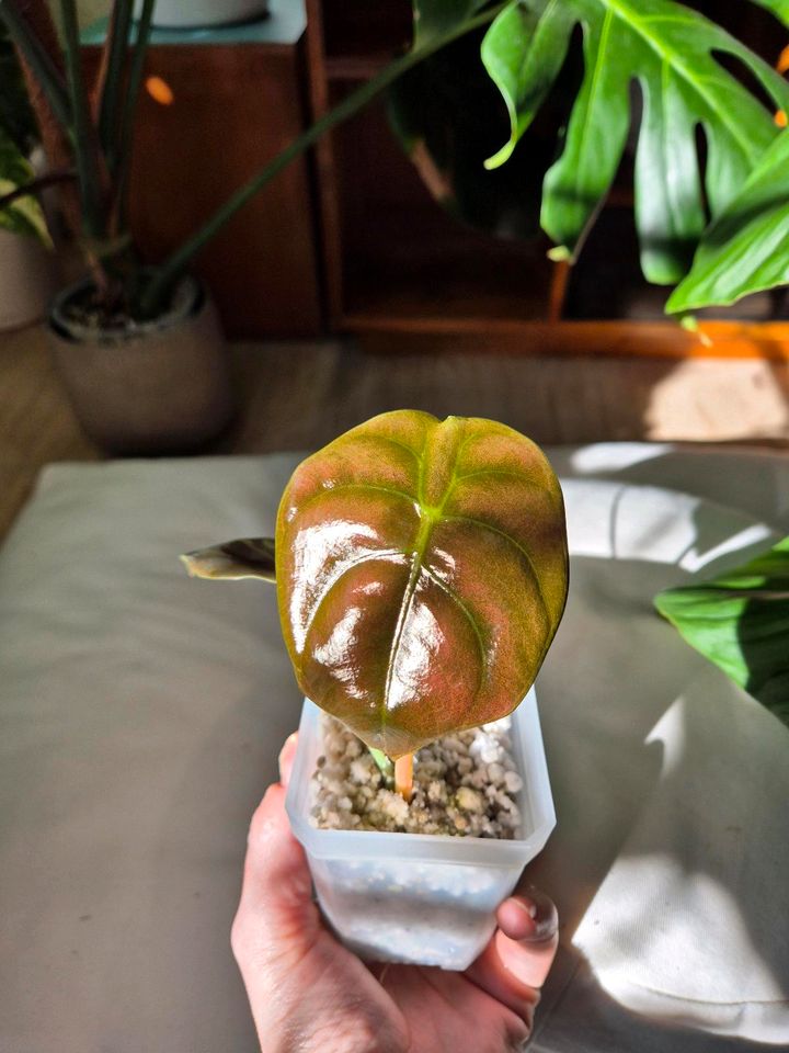 Alocasia Cuprea red secret, 3 Größen in Schriesheim