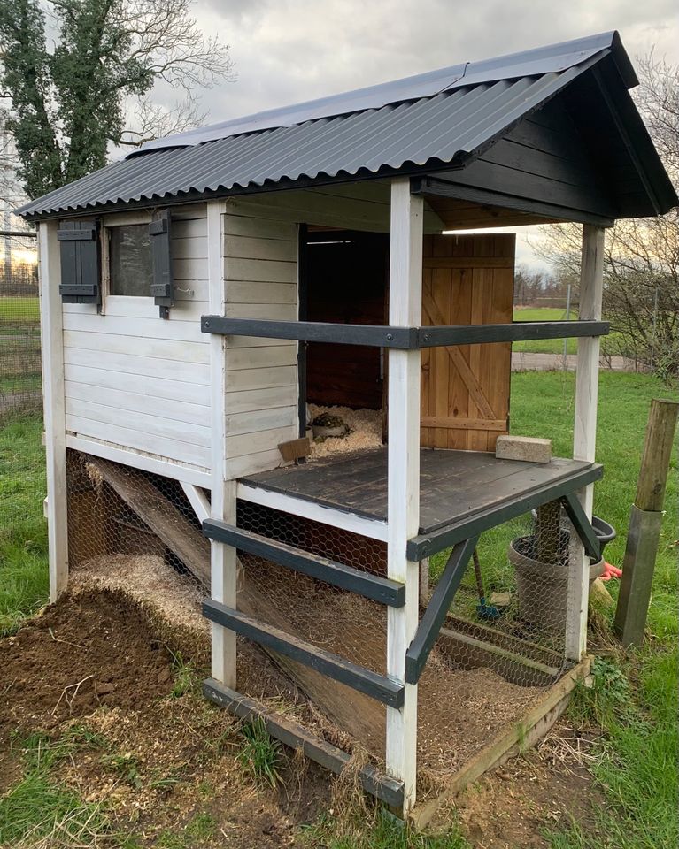 2 weibliche Zwergwidderkaninchen mit Rexfell + Stall in Lengerich