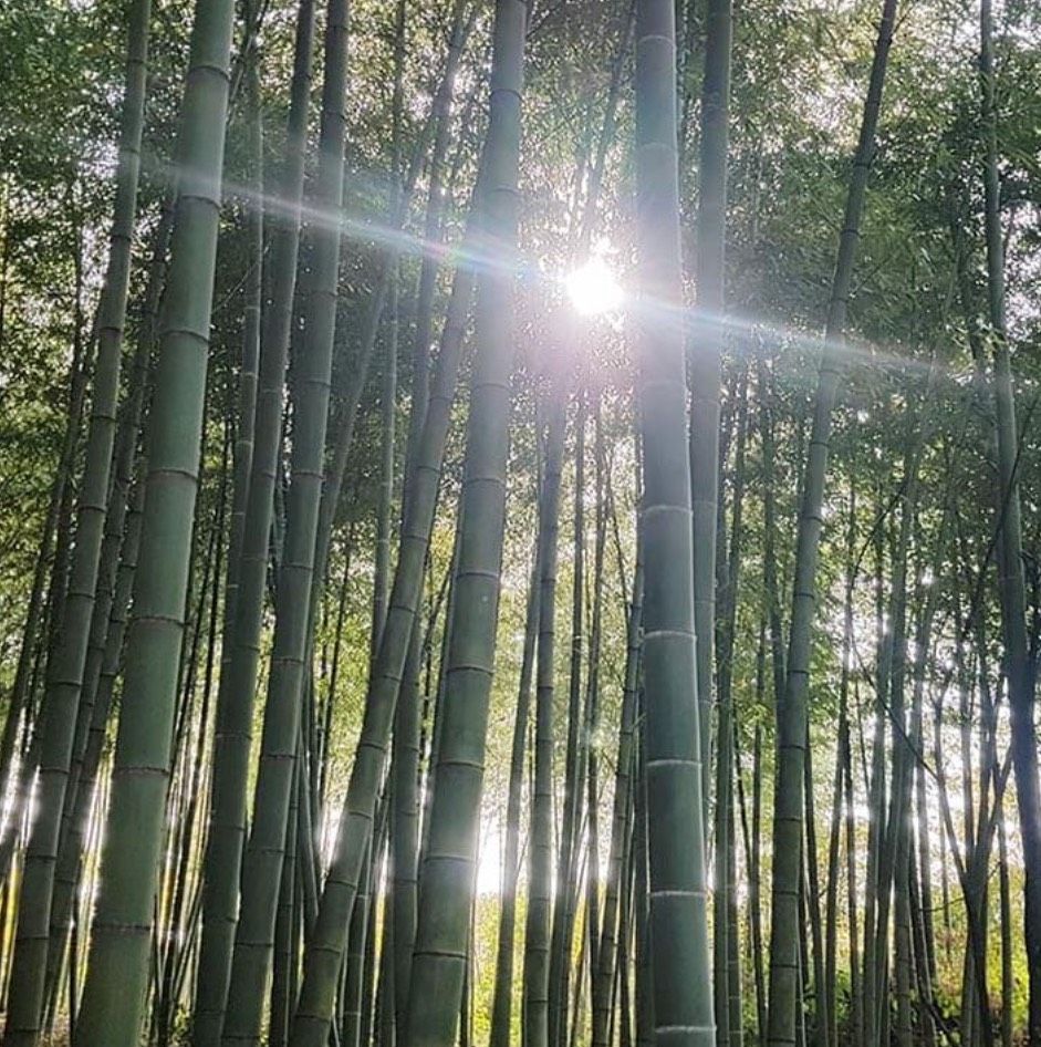 Bambus groß und klein in Endingen