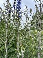 Suche Delphinium retropilosum - Sibirischer Rittersporn Sachsen-Anhalt - Sülzetal Vorschau