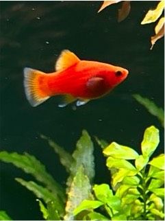 Roter Platy in Suhl