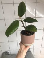 Gummibaum Ficus Zimmerpflanze Niedersachsen - Wallenhorst Vorschau