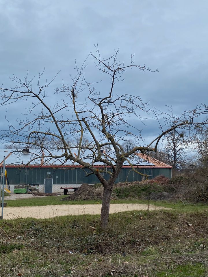 Obstbaumschnittkurs in Steyerberg