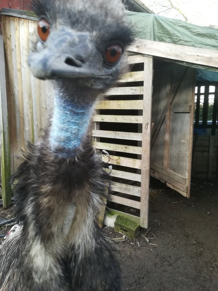 Ein Emu zu verkaufen in Rheinau