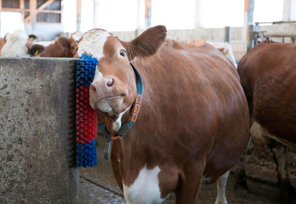 Aktion Kratzbürste, rund, halbrunde Kratzbürste, alle Tierarten in Engelsberg