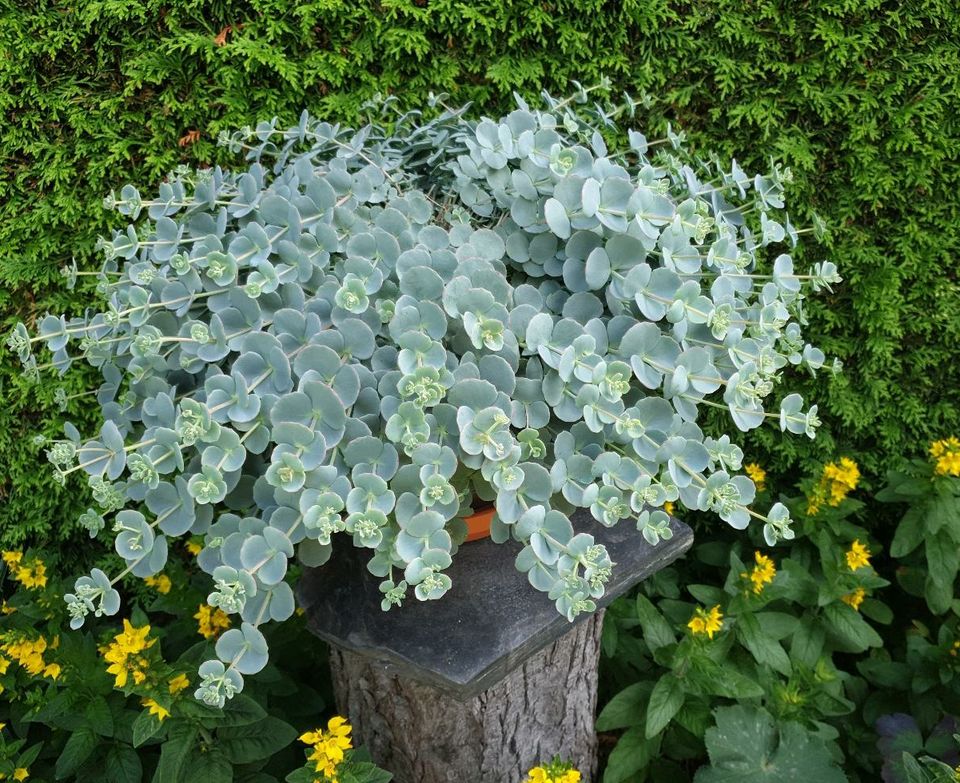 Pflanzen Sedum sieblodii Fetthenne Balkon bedingt winterhart in Leipzig