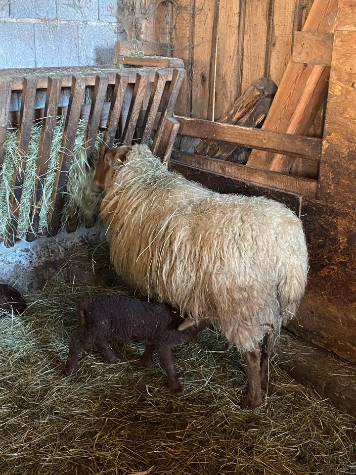 Heu, beste Qualität, kleine Quaderballen in Goldkronach