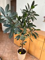 Afrikanischer Feigenbaum, Höhe ca. 150 cm Ficus Thüringen - Wallichen Vorschau