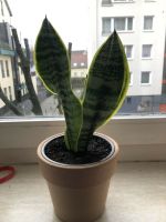 Sansevieria Ableger Zimmerpflanze Düsseldorf - Pempelfort Vorschau