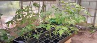 Verschiedene Tomatenpflanzen! 50Cent! Kr. Altötting - Perach Vorschau