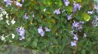 Streptocarpus weiß Streptocarpus saxorum weiß White Butterfly Baden-Württemberg - Heimsheim Vorschau