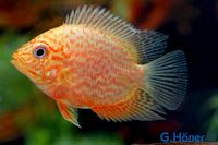 Heros severum „Red Spot“ / Augenfleckbuntbarsch "Rot-Gold-Punkt" Nordrhein-Westfalen - Löhne Vorschau