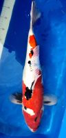 Koi Doitsu Showa 55cm Koda Brandenburg - Beeskow Vorschau