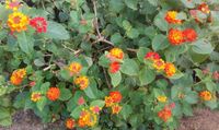 Lantana Wandelröschen im Terracotta-Topf Schleswig-Holstein - Sterup Vorschau