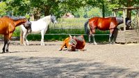 Offenstallplatz / Offenstall / Trail / Stall frei / Aktivstall Nordrhein-Westfalen - Hünxe Vorschau