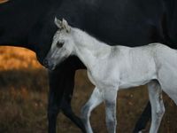 Quarter Horse Hengst Smoky Grullo hengstfohlen Schleswig-Holstein - Büdelsdorf Vorschau