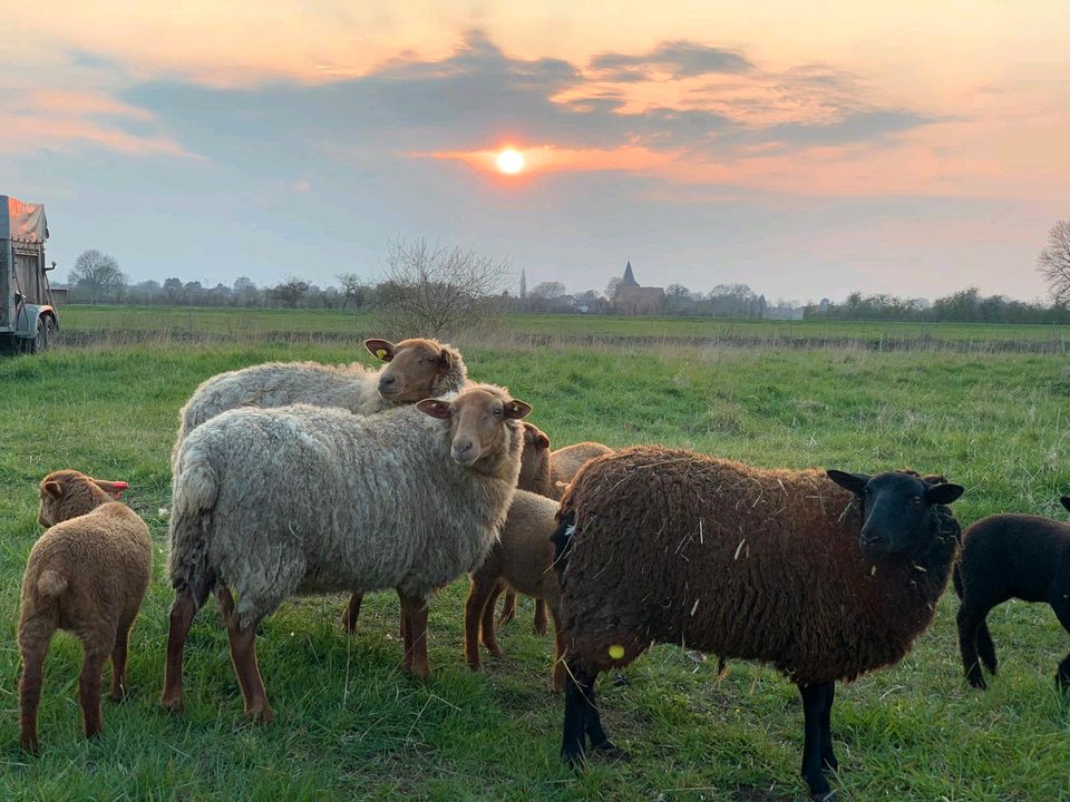 Grünland, Weide, Wiese, Beweidung in Wedemark