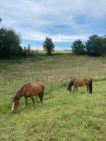 2 Plätze im Paddocktrail Offenstall Stall Pony Kleinpferd Nordrhein-Westfalen - Hüllhorst Vorschau