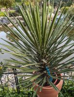 winterharte Gartenyucca, Yucca Filifera , 120cm Palmlilie Rheinland-Pfalz - Lingenfeld Vorschau