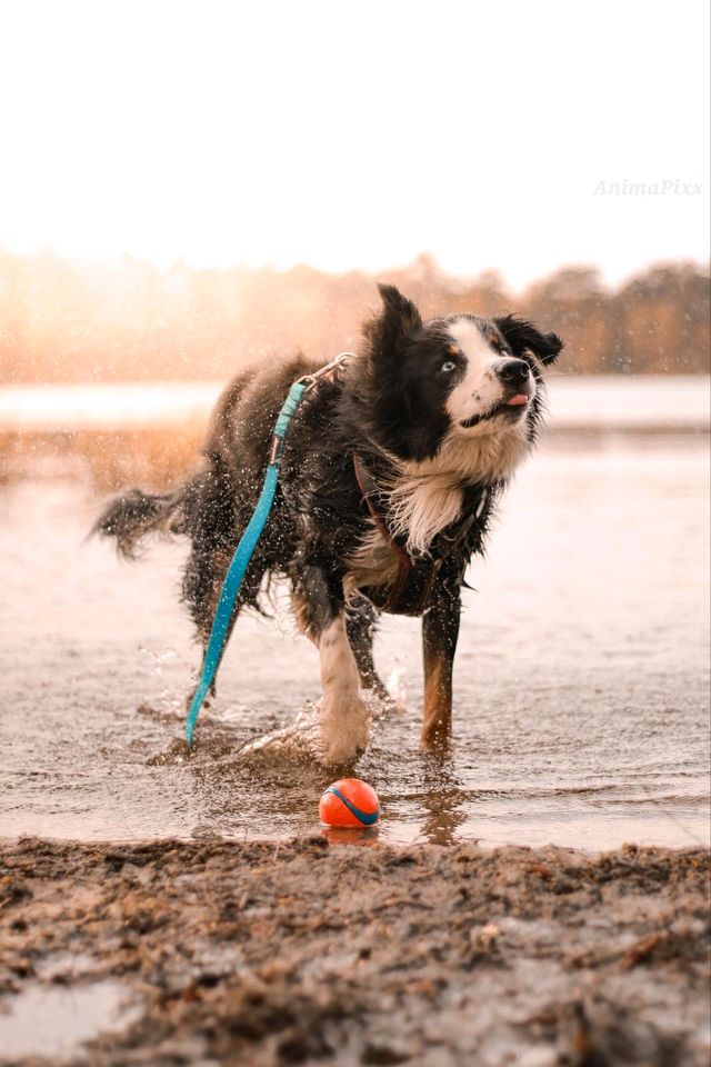 Hundebetreuung gesucht in Rotenburg (Wümme)