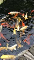 Koi Fische - verschiedene Größen - Teichaufgabe Baden-Württemberg - Heidelberg Vorschau