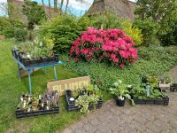 Garten genießen! Schöne Stauden aus und für den Garten Schleswig-Holstein - Neuenbrook Vorschau