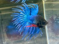 Kronenschwanz Kampffisch Betta splendens Crowntail  Crown Tail Baden-Württemberg - Rangendingen Vorschau