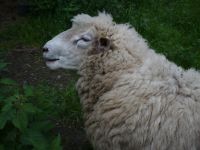 Deckbock Weißköpfiges Fleischschaf zuverkaufen Nordrhein-Westfalen - Gevelsberg Vorschau