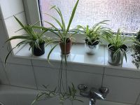 Grünlilie pflegeleichte Zimmerpflanze Hamburg - Wandsbek Vorschau
