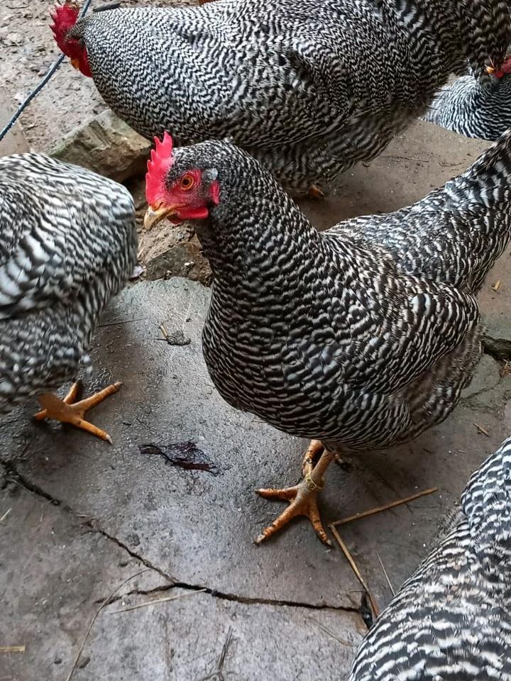 (keine)(Brut-) Eier unserer großen Amrocks in Bad Gottleuba-Berggießhübel