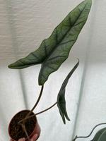 Alocasia Diverse Sorten Dresden - Pieschen Vorschau
