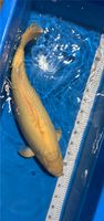 Japan Koi HQ Jumbo Doitsu Karashigoi 70cm - Züchter Izumija 2019 Niedersachsen - Werlte  Vorschau