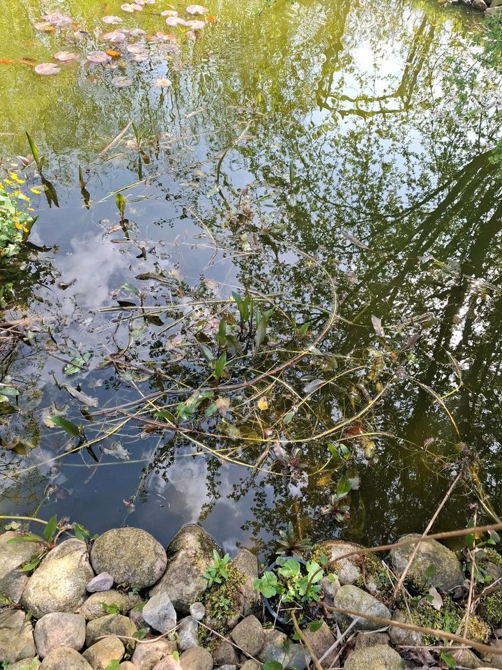 Teichpflanzen/Gartenteich/Hechtkraut in Pinneberg