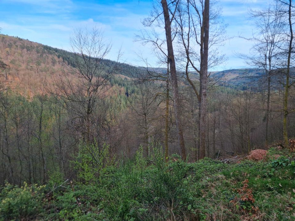 #14 Waldgrundstück Forst Laub Wald Hartholz Eiche Buche Waldhütte Hochwald Laubholz Feuerholz in Eberbach