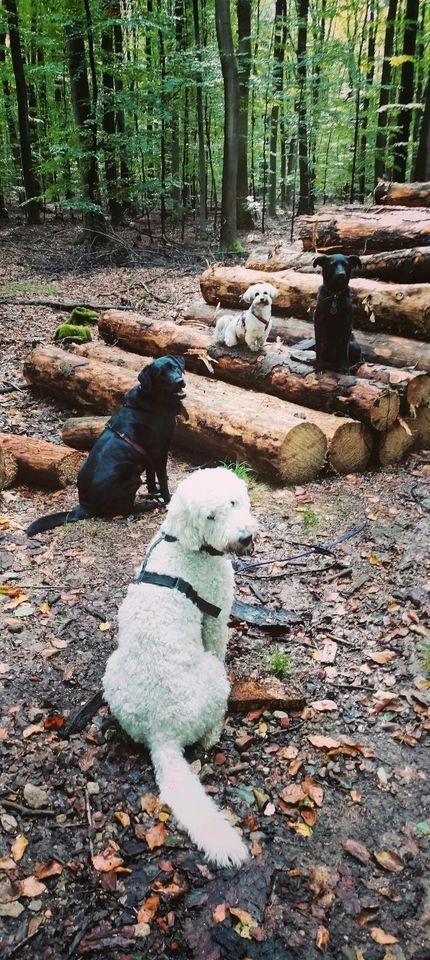 mobiles Hundetraining in Hamburg