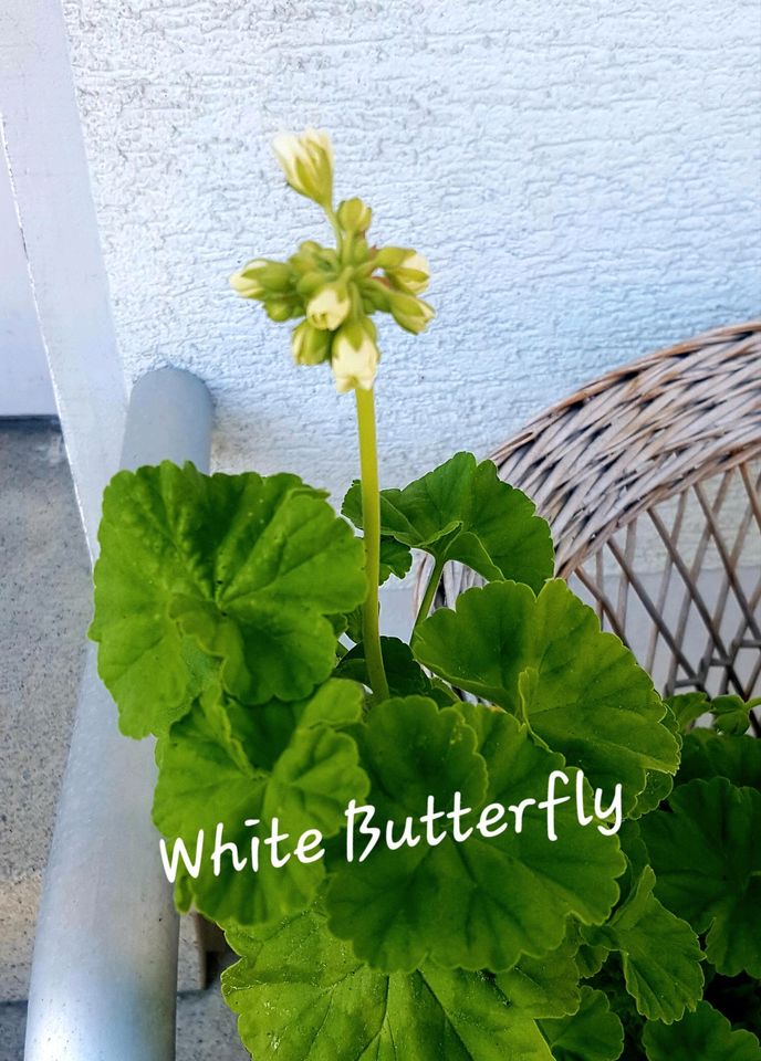 Unbewurzelter Ableger Edel Geranie, Pelargonie "White Butterfly" in Niederstotzingen