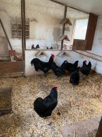 Australorps Hühner abzugeben Niedersachsen - Raddestorf Vorschau