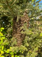 Bienenschwarm, Bienenkiste etc Bayern - Petersaurach Vorschau