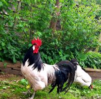 Lakenfelder BE  Huhn,  Hühner Sachsen - Gelenau Vorschau