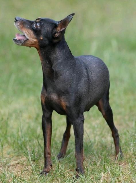 THOR Rüde Tierschutz Hund in Buchholz in der Nordheide