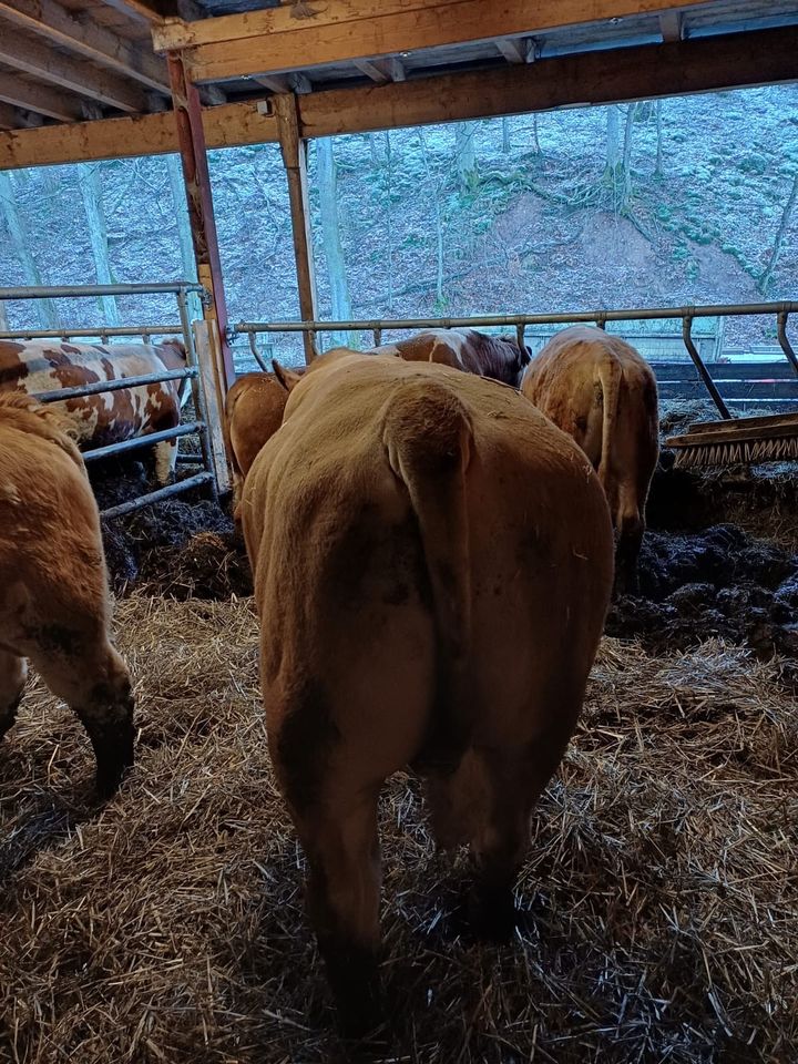 Bio Fleckvieh Deckbullen in Ehrenberg (Rhön)