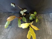 Philodendron Ableger Yellow Saw, Florida Bronze,Sodiroi, Brasil Nordrhein-Westfalen - Datteln Vorschau