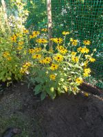 4 Rudbeckia schon größere Pflanzen winterharte Dauerstaude Brandenburg - Königs Wusterhausen Vorschau