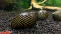 Zebra Rennschnecke Vittina turrita Aquarium Schnecke Hamburg-Mitte - Hamburg Horn Vorschau