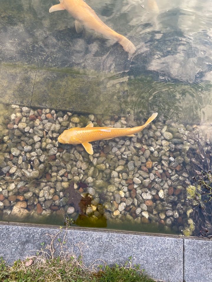 Koi / Karpfen in Seevetal