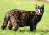 Katze Roxy VERMISST; schildpatt, Glückskatze, tricolor Bayern - Kumhausen Vorschau