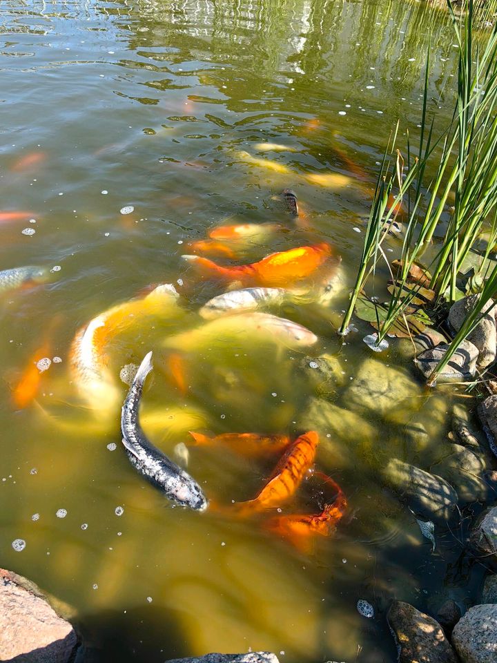 Koi Karpfen Teich Auflösung in Zittow