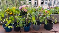 Tomaten Pflanze zum Tausch Berlin - Schöneberg Vorschau